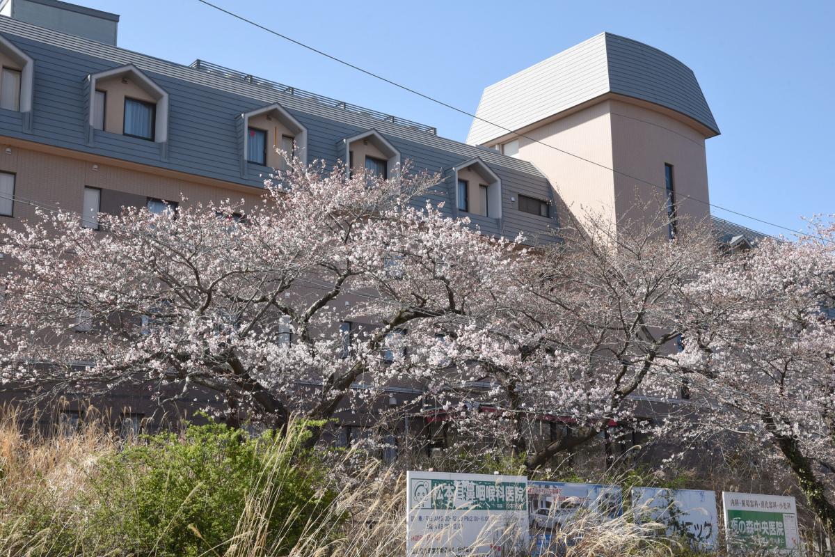 町内の桜「大熊中、聖徳太子神社、大野駅」　（2016年4月5日撮影） 写真 10