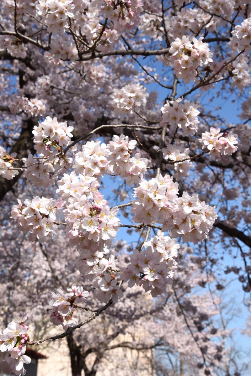 町内の桜「陽光桜、児童公園」　（2016年4月5日撮影） 写真 1