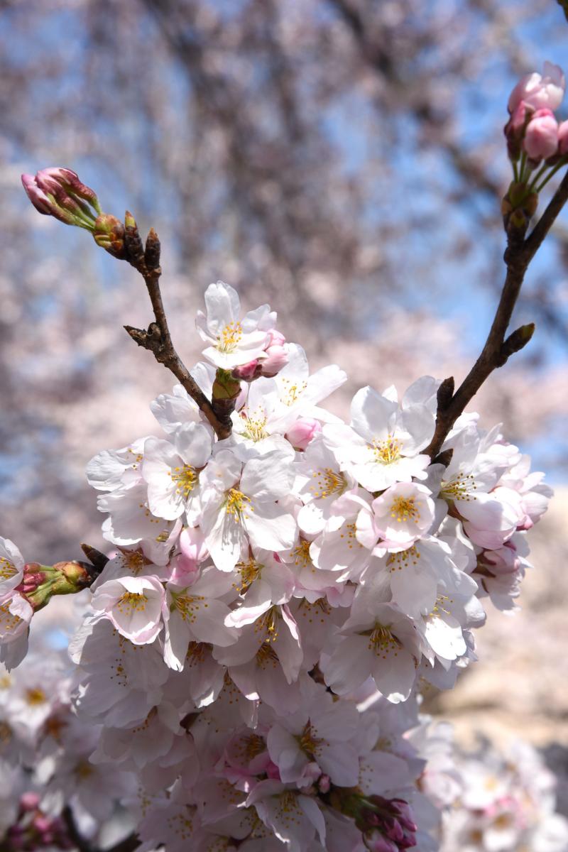 町内の桜「陽光桜、児童公園」　（2016年4月5日撮影） 写真 2