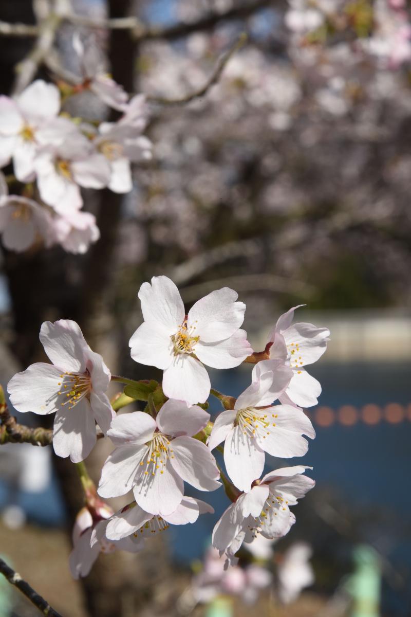 町内の桜「坂下ダム、大川原」　（2016年4月5日撮影） 写真 3