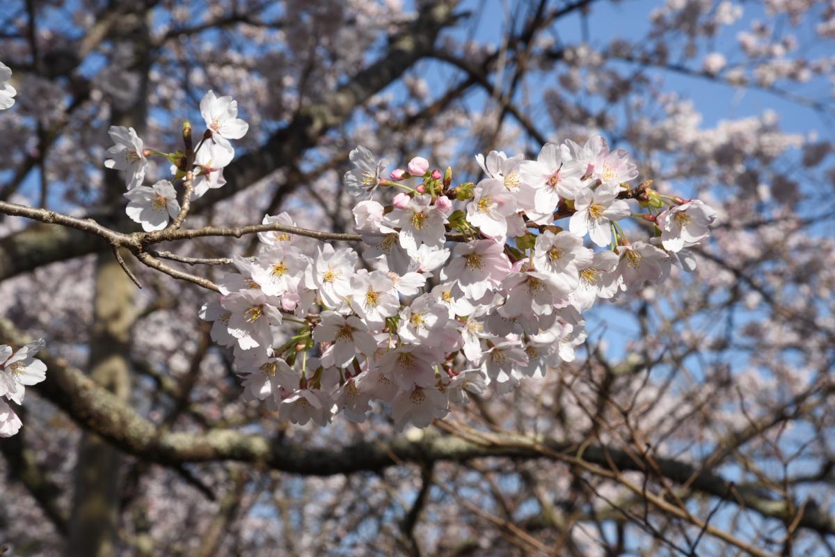 町内の桜「坂下ダム、大川原」　（2016年4月5日撮影） 写真 10