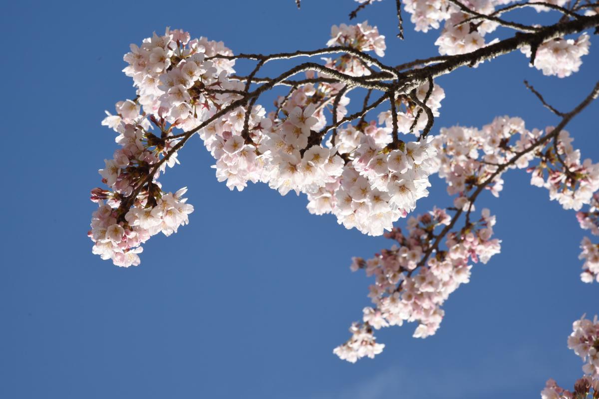 町内の桜「坂下ダム、大川原」　（2016年4月5日撮影） 写真 2