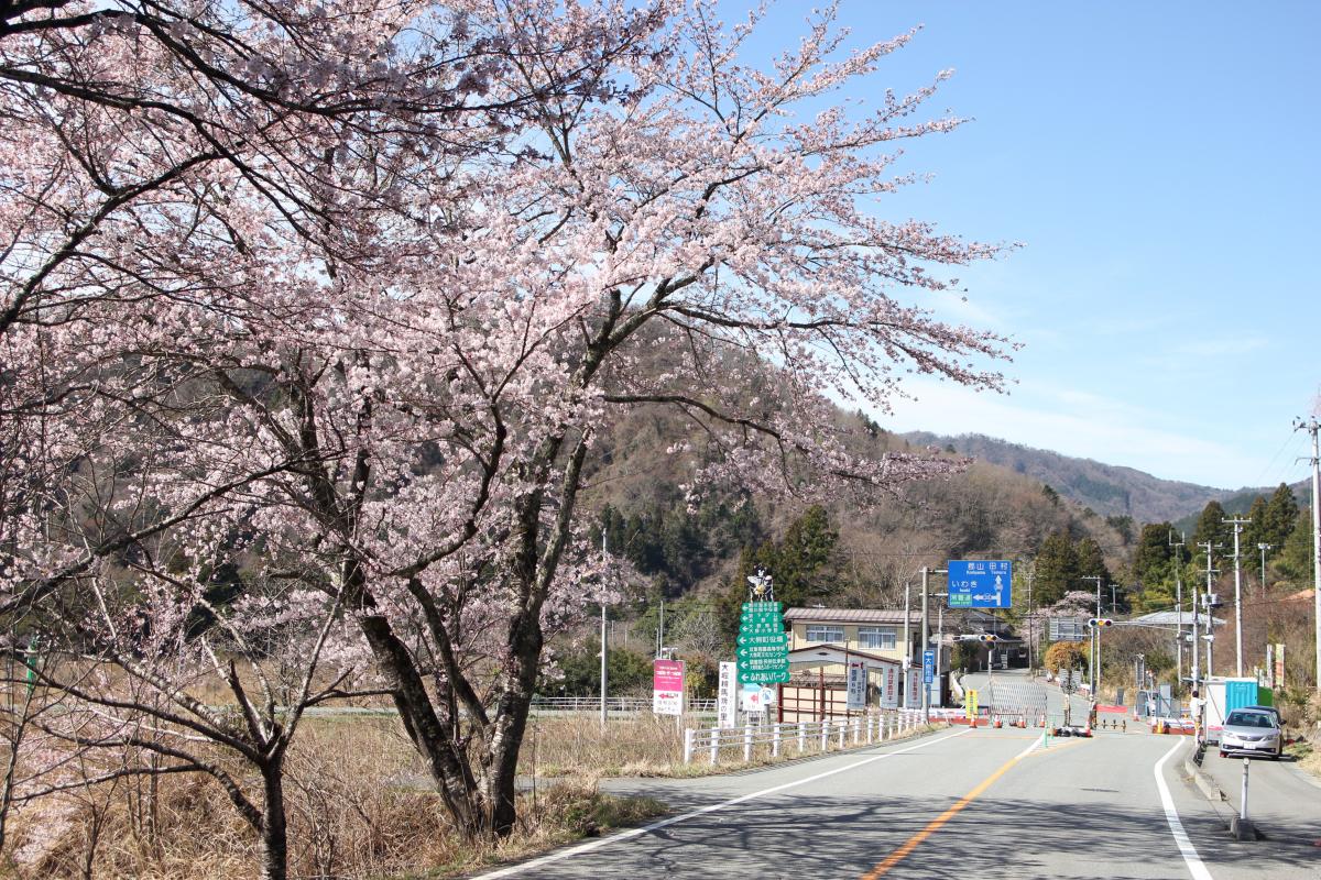 町内の桜「野上、大野小」　（2016年4月5日撮影） 写真 2