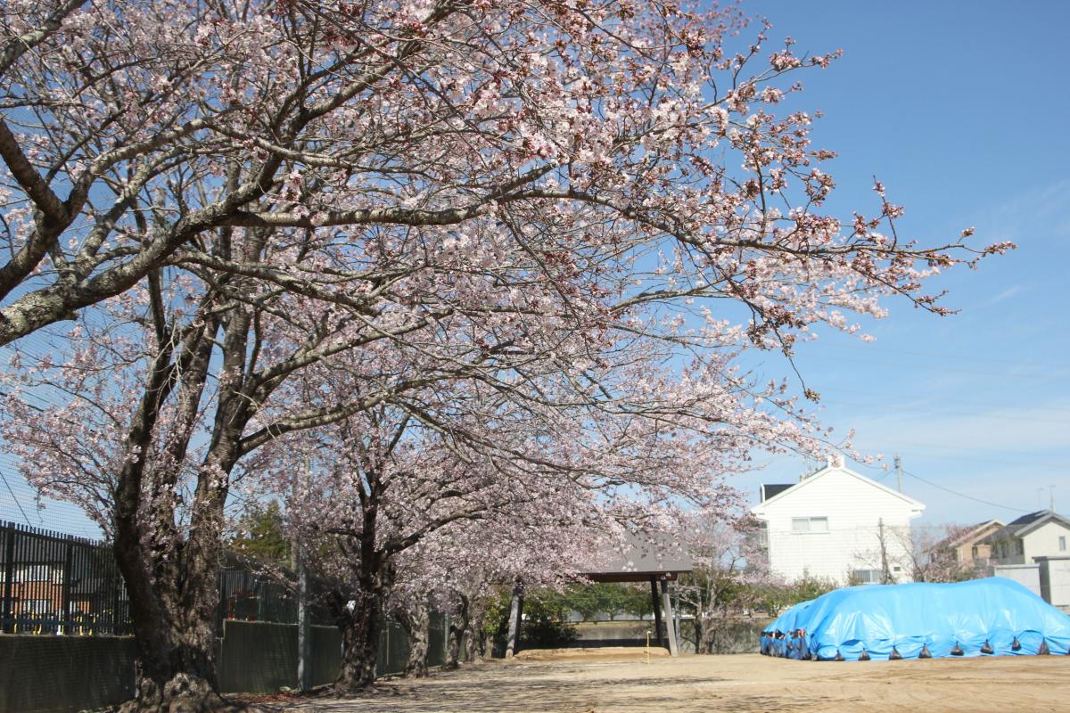 町内の桜「野上、大野小」　（2016年4月5日撮影） 写真 6