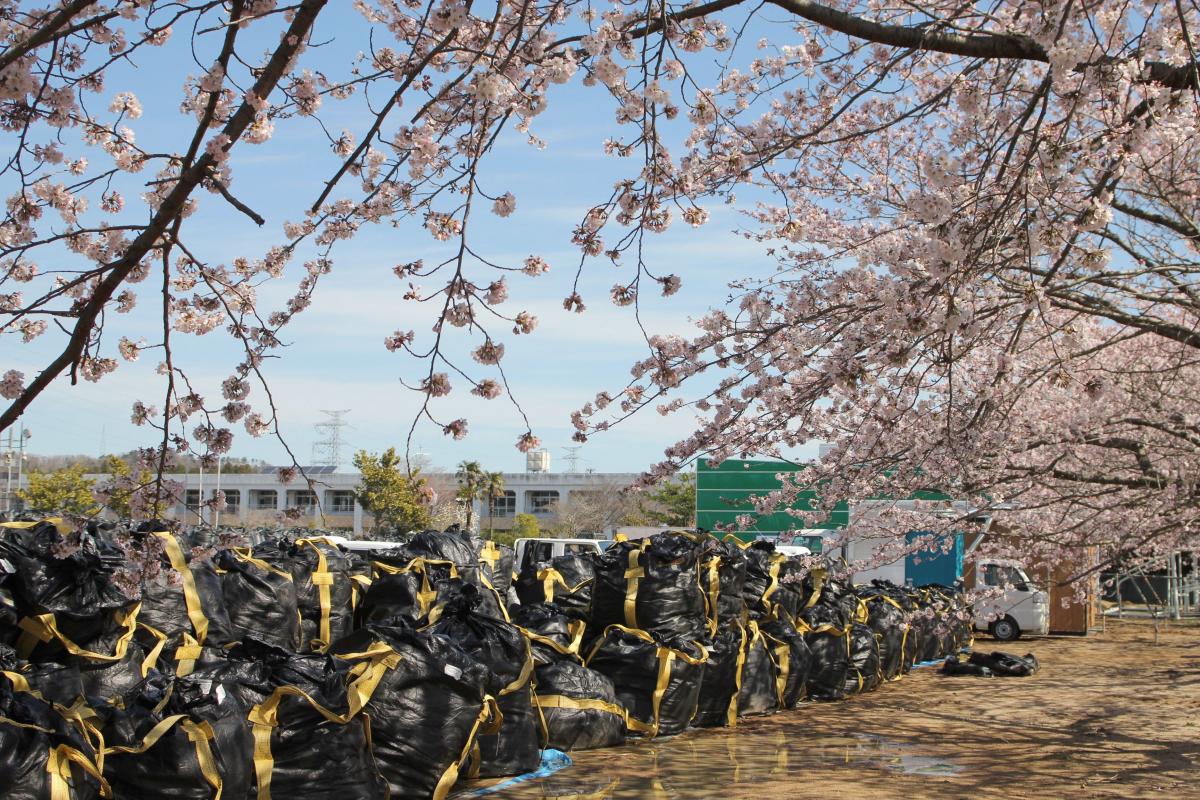 町内の桜「野上、大野小」　（2016年4月5日撮影） 写真 8