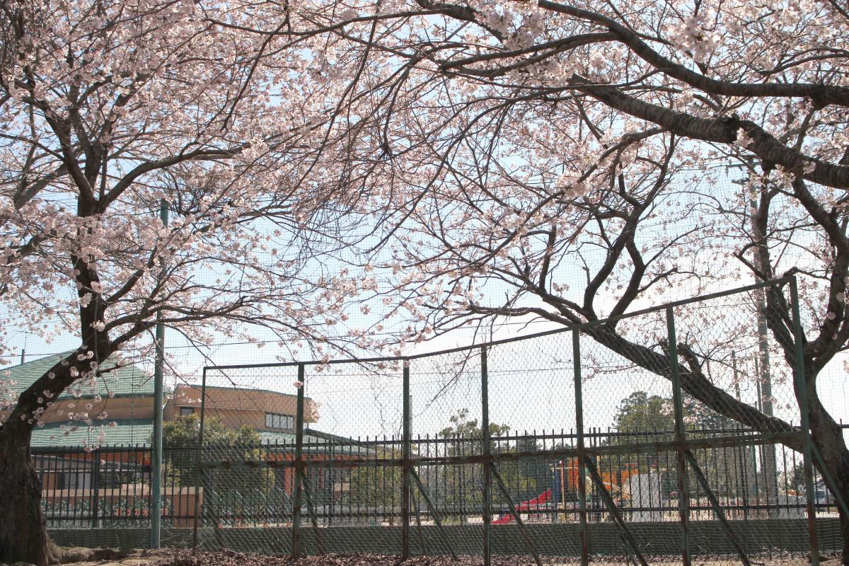 町内の桜「野上、大野小」　（2016年4月5日撮影） 写真 7