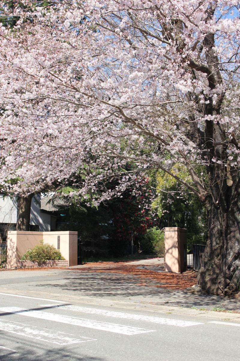 町内の桜「双葉翔陽高校、五差路」　（2016年4月5日撮影） 写真 4