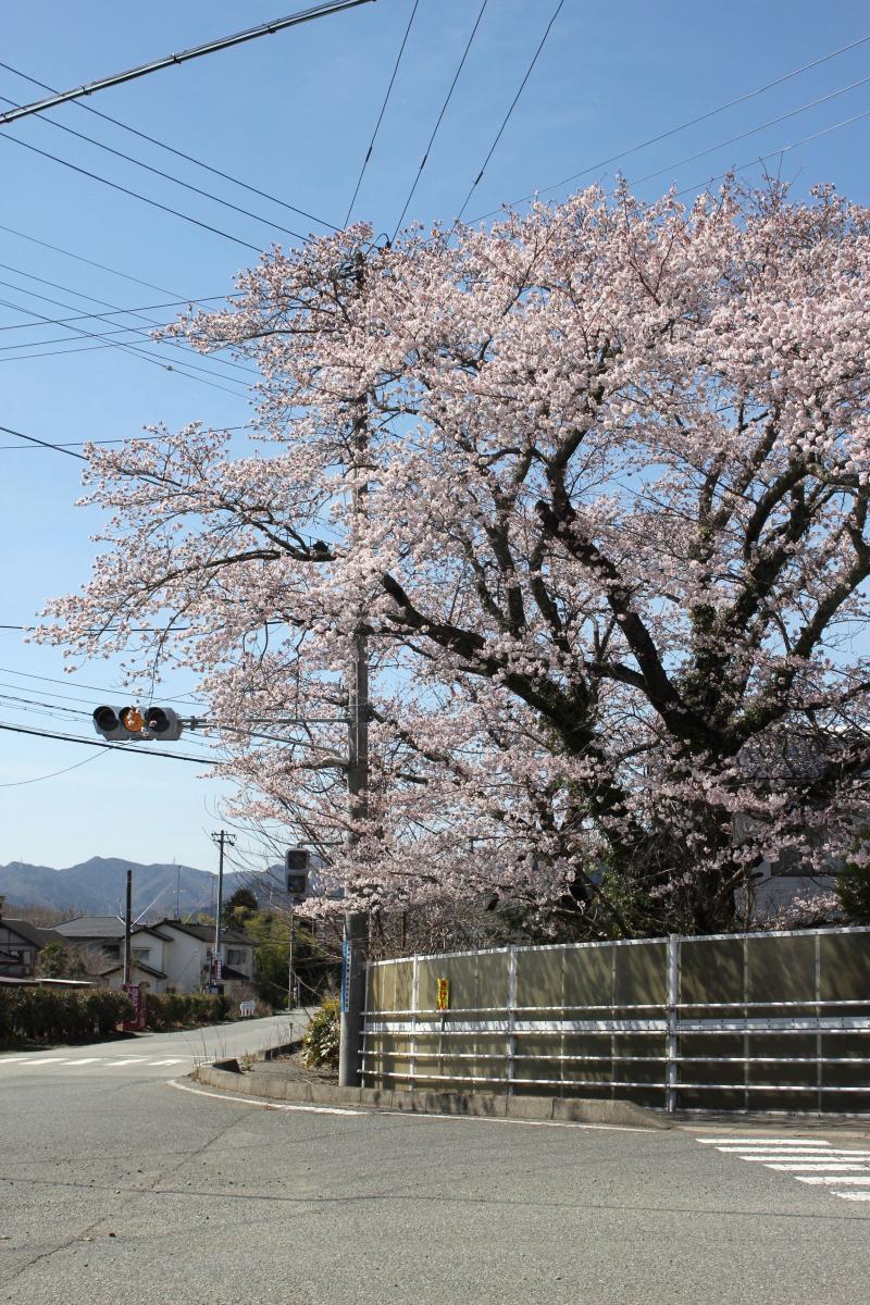 町内の桜「双葉翔陽高校、五差路」　（2016年4月5日撮影） 写真 8