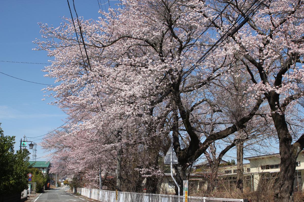 町内の桜「原子力センター、図書館」　（2016年4月5日撮影） 写真 4