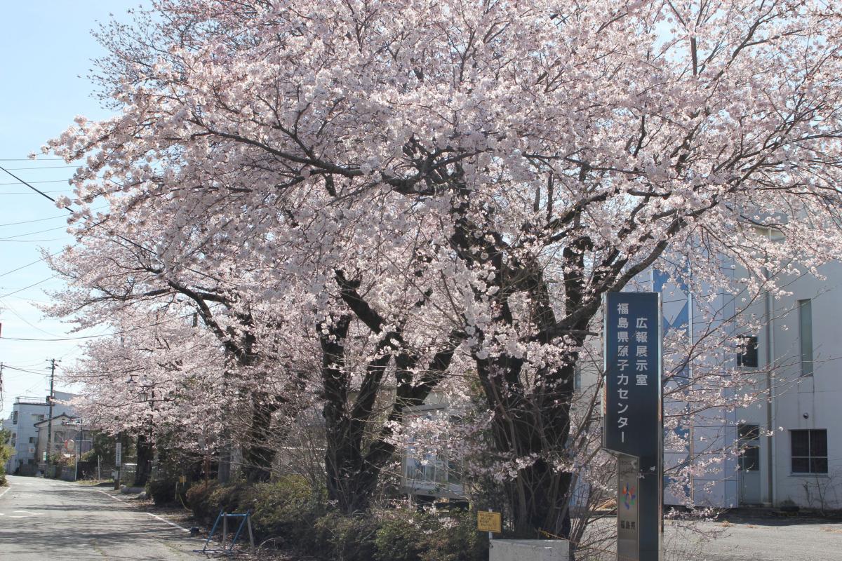 町内の桜「原子力センター、図書館」　（2016年4月5日撮影） 写真 5