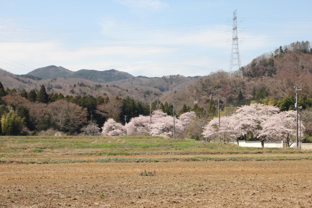 町内の桜「坂下ダム、大川原」　（2016年4月5日撮影） 写真 12