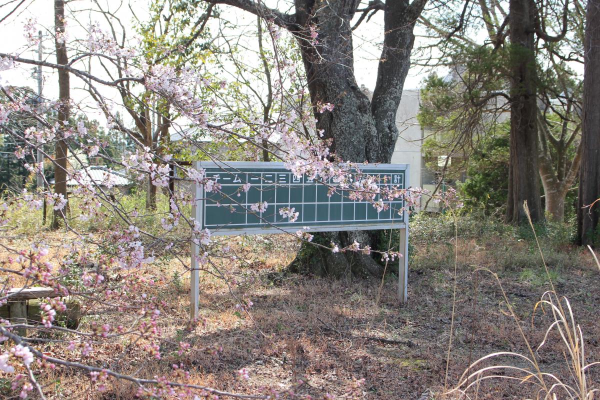 町内の桜「熊町小、三角屋交差点」　（2016年4月5日撮影） 写真 6