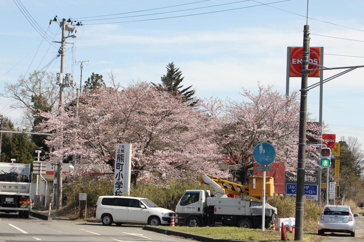 町内の桜「熊町小、三角屋交差点」　（2016年4月5日撮影） 写真 9