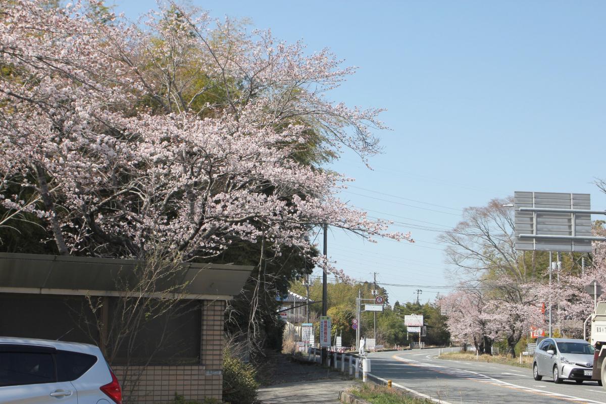 町内の桜「熊町小、三角屋交差点」　（2016年4月5日撮影） 写真 10
