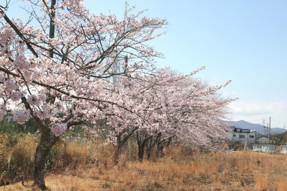 町内の桜「大熊中、聖徳太子神社、大野駅」　（2016年4月5日撮影） 写真 4