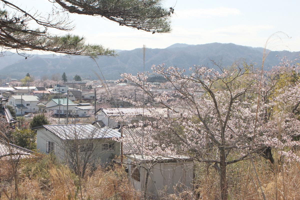 町内の桜「大熊中、聖徳太子神社、大野駅」　（2016年4月5日撮影） 写真 6