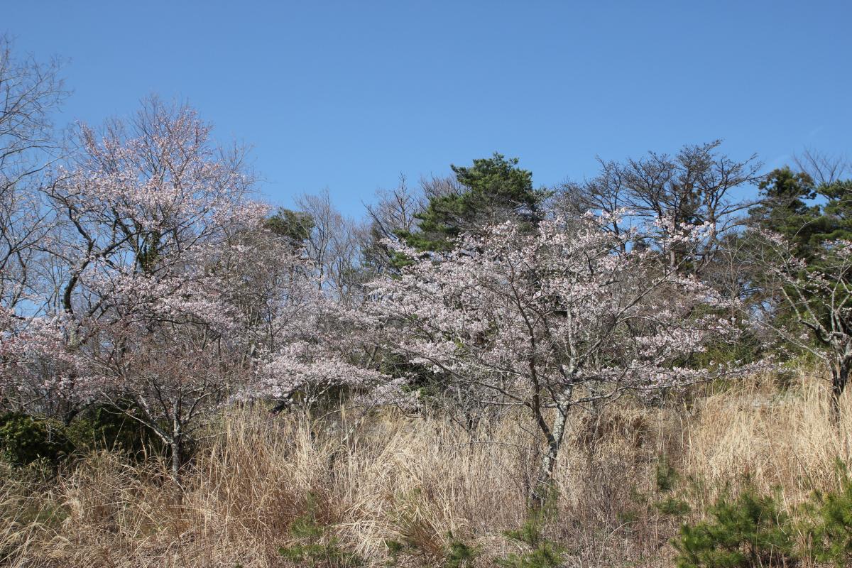 町内の桜「大熊中、聖徳太子神社、大野駅」　（2016年4月5日撮影） 写真 7