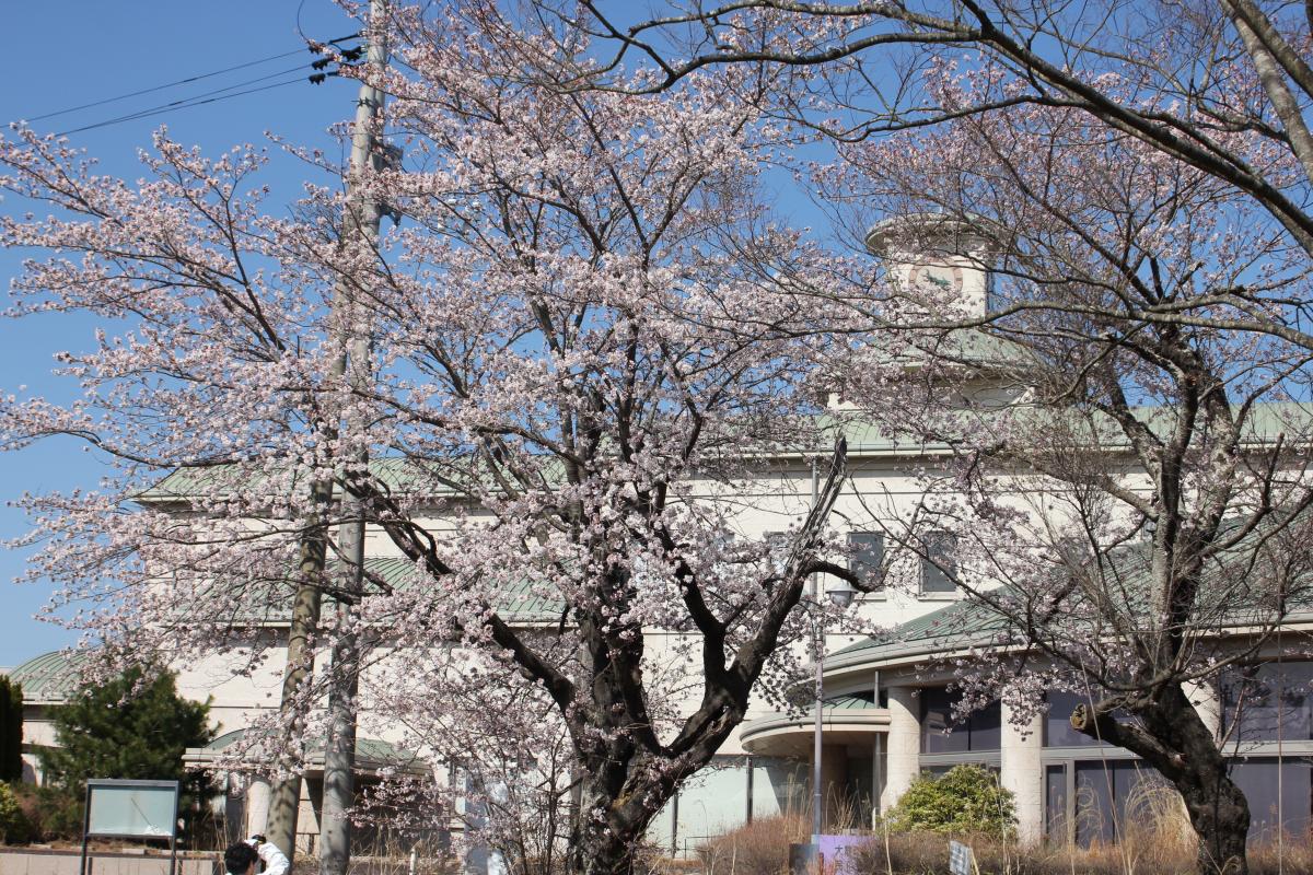 町内の桜「原子力センター、図書館」　（2016年4月5日撮影） 写真 8