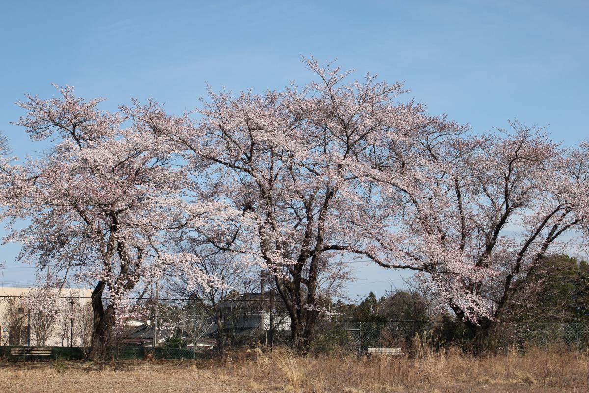 町内の桜「陽光桜、児童公園」　（2016年4月5日撮影） 写真 4