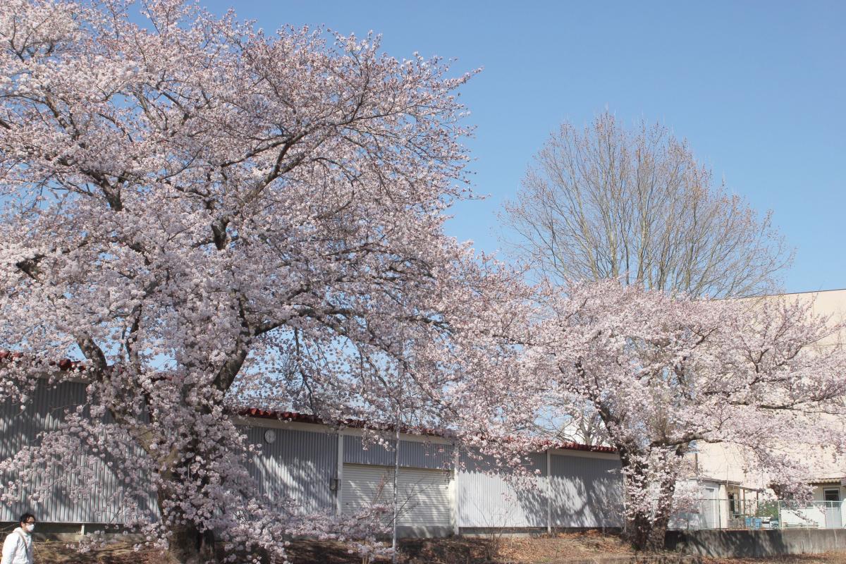 町内の桜「陽光桜、児童公園」　（2016年4月5日撮影） 写真 5