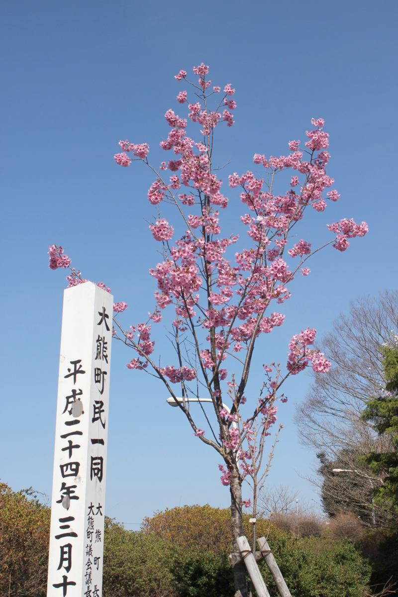 町内の桜「陽光桜、児童公園」　（2016年4月5日撮影） 写真 7