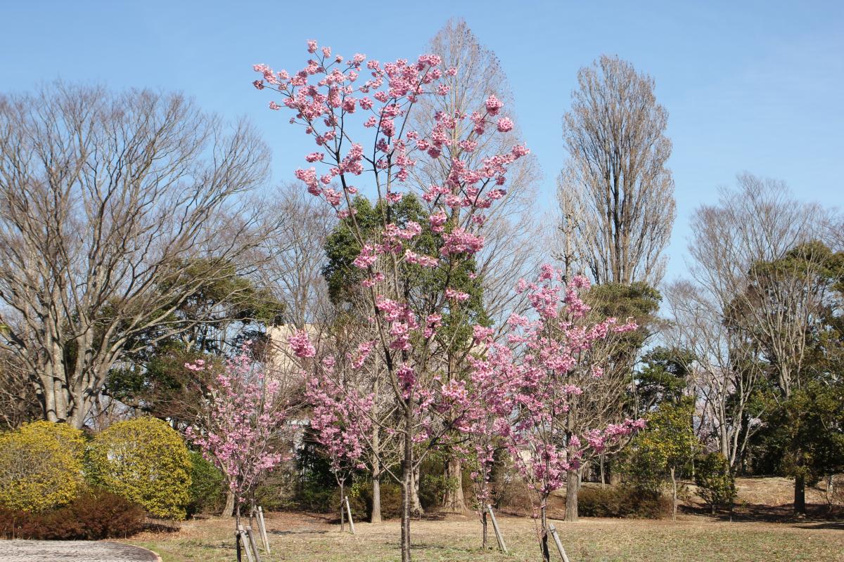 町内の桜「陽光桜、児童公園」　（2016年4月5日撮影） 写真 8
