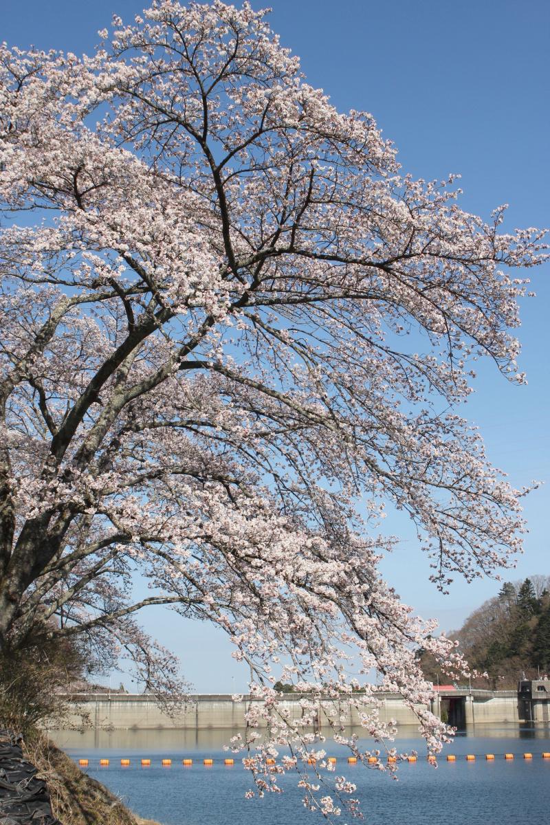 町内の桜「坂下ダム、大川原」　（2016年4月5日撮影） 写真 6