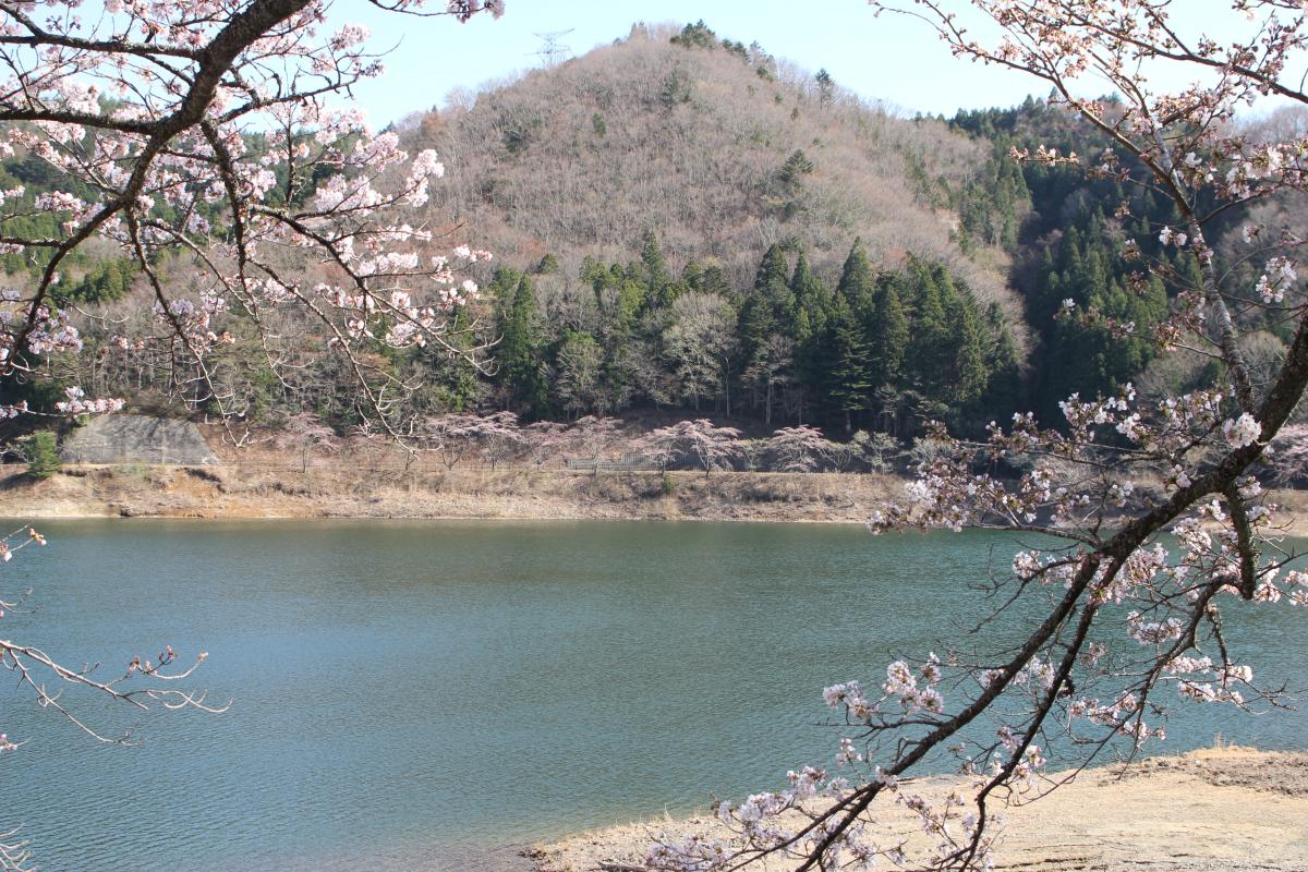町内の桜「坂下ダム、大川原」　（2016年4月5日撮影） 写真 7