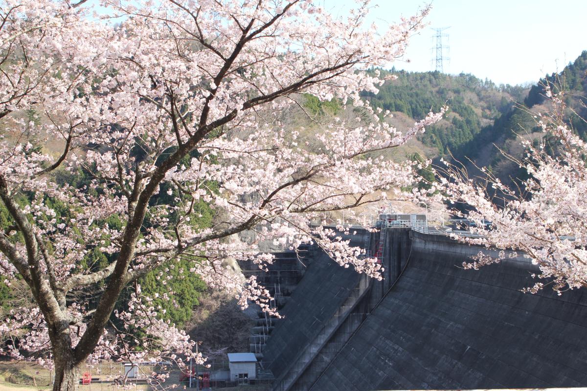 町内の桜「坂下ダム、大川原」　（2016年4月5日撮影） 写真 8