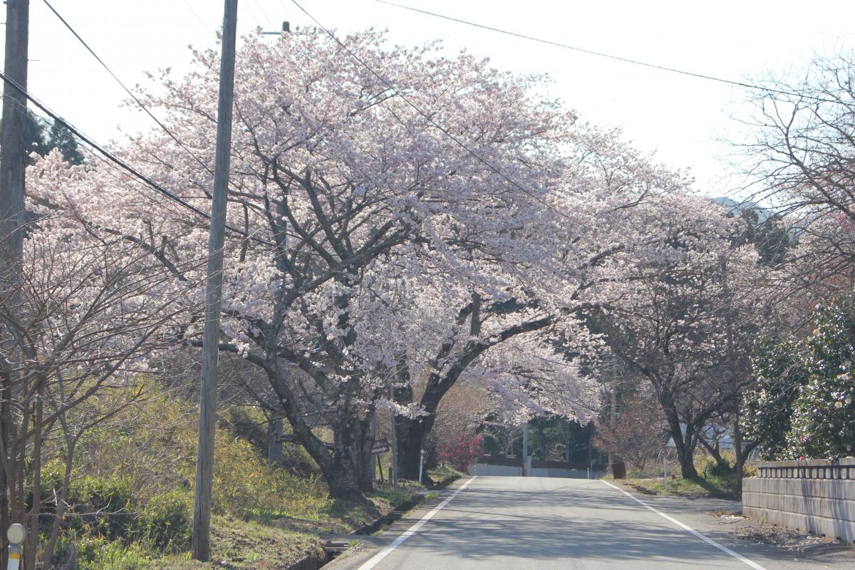 町内の桜「坂下ダム、大川原」　（2016年4月5日撮影） 写真 9