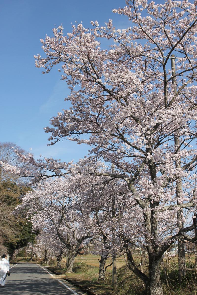 町内の桜「坂下ダム、大川原」　（2016年4月5日撮影） 写真 11
