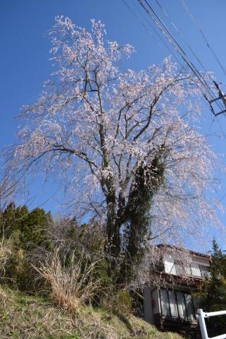 町内の桜「野上、大野小」　（2016年4月5日撮影） 写真 1