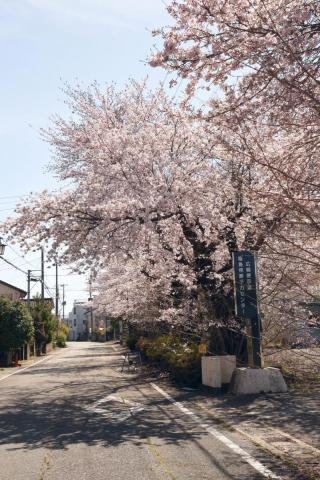町内の桜「原子力センター、図書館」　（2016年4月5日撮影） 写真 1