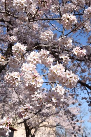 町内の桜「陽光桜、児童公園」　（2016年4月5日撮影） 写真 1