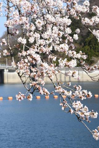 町内の桜「坂下ダム、大川原」　（2016年4月5日撮影） 写真 1