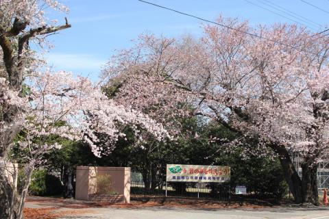 町内の桜「双葉翔陽高校、五差路」　（2016年4月5日撮影） 写真 1