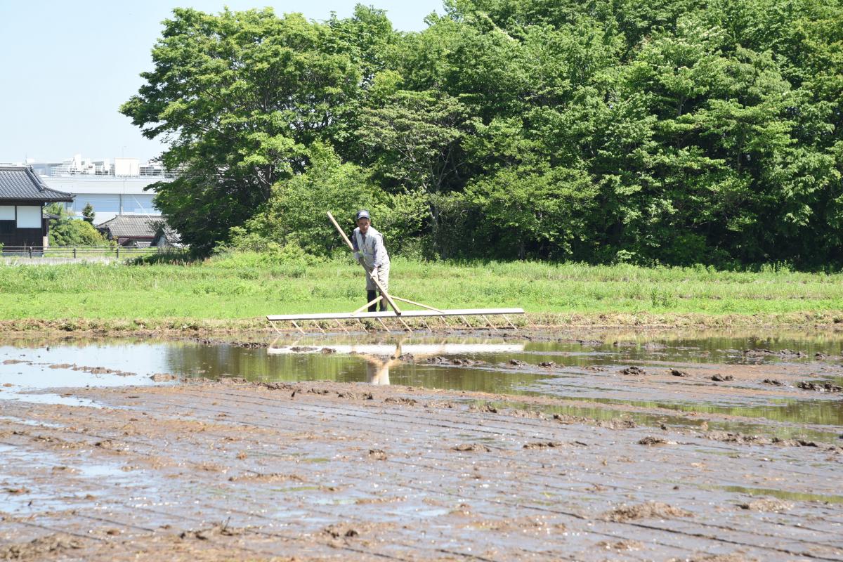 線引き道具で稲を植え付けるガイド線を付ける参加者