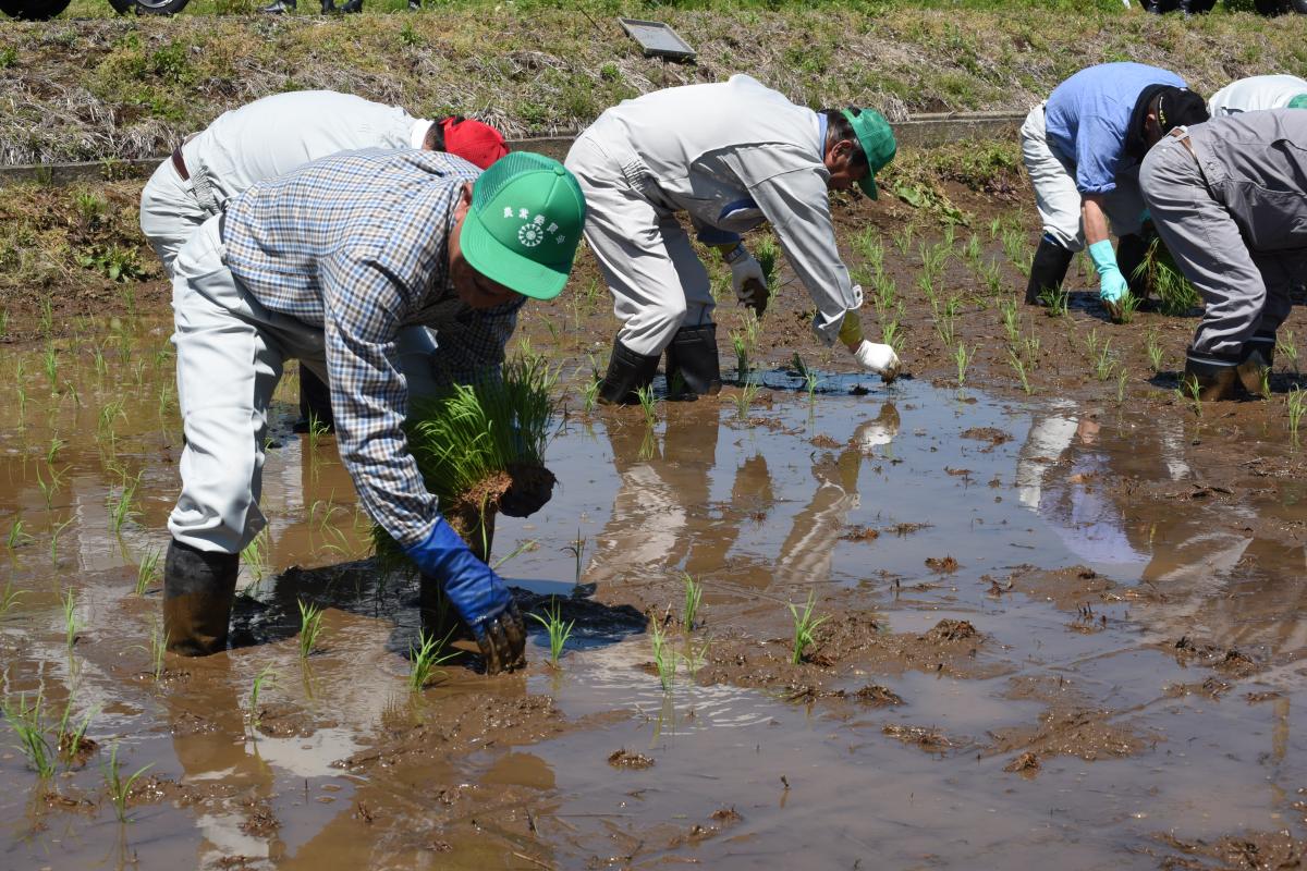 10アールほどの水田にコシヒカリの苗を1株ずつ手で植え付ける参加者