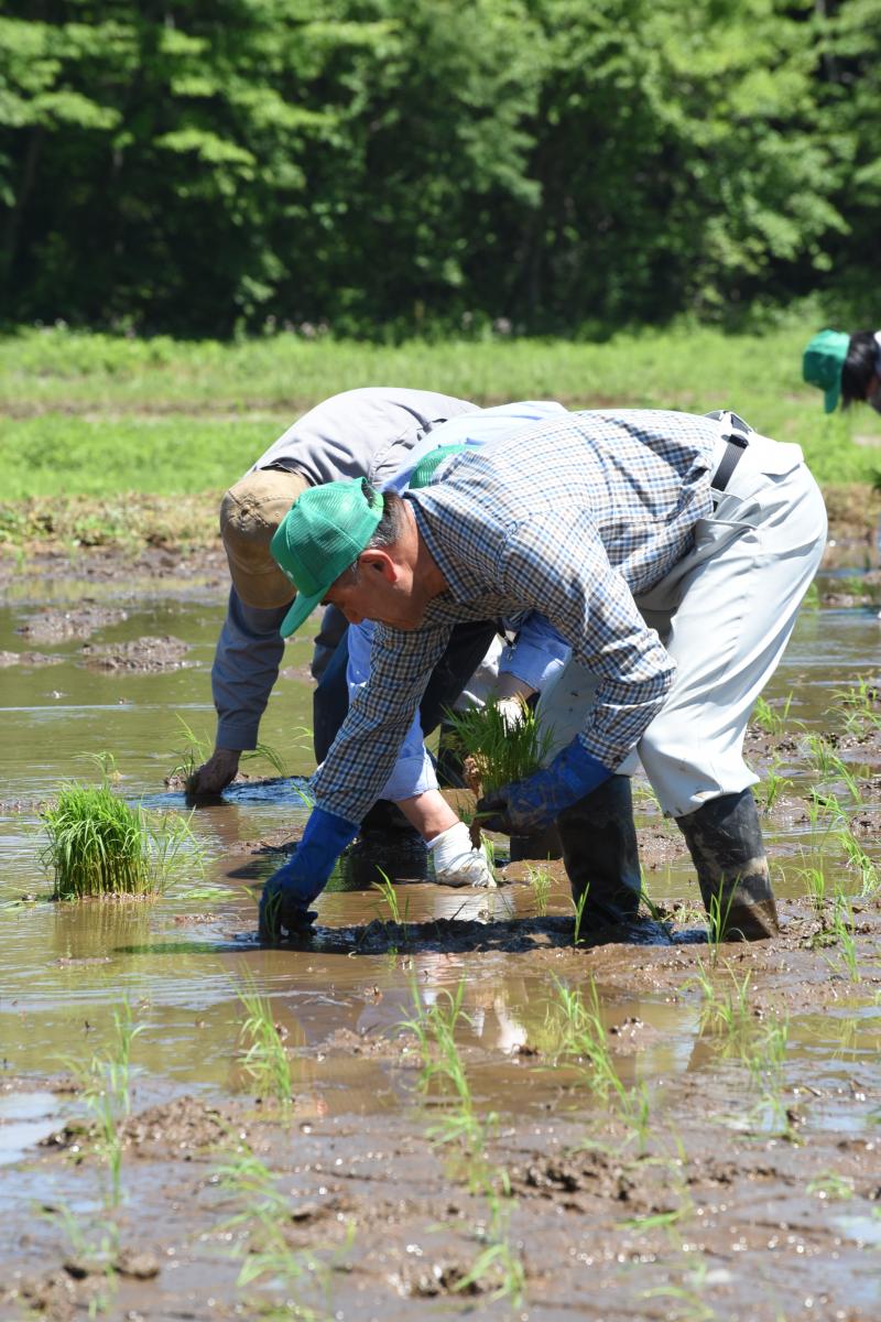 田植えをする参加者（2）