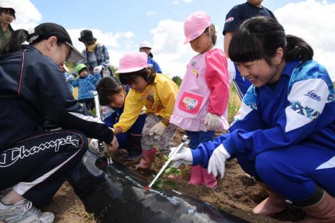 会津若松市河東町の会津村でさつまいもの苗植えに挑戦する町立幼稚園、熊町・大野小、大熊中の園児、児童、生徒