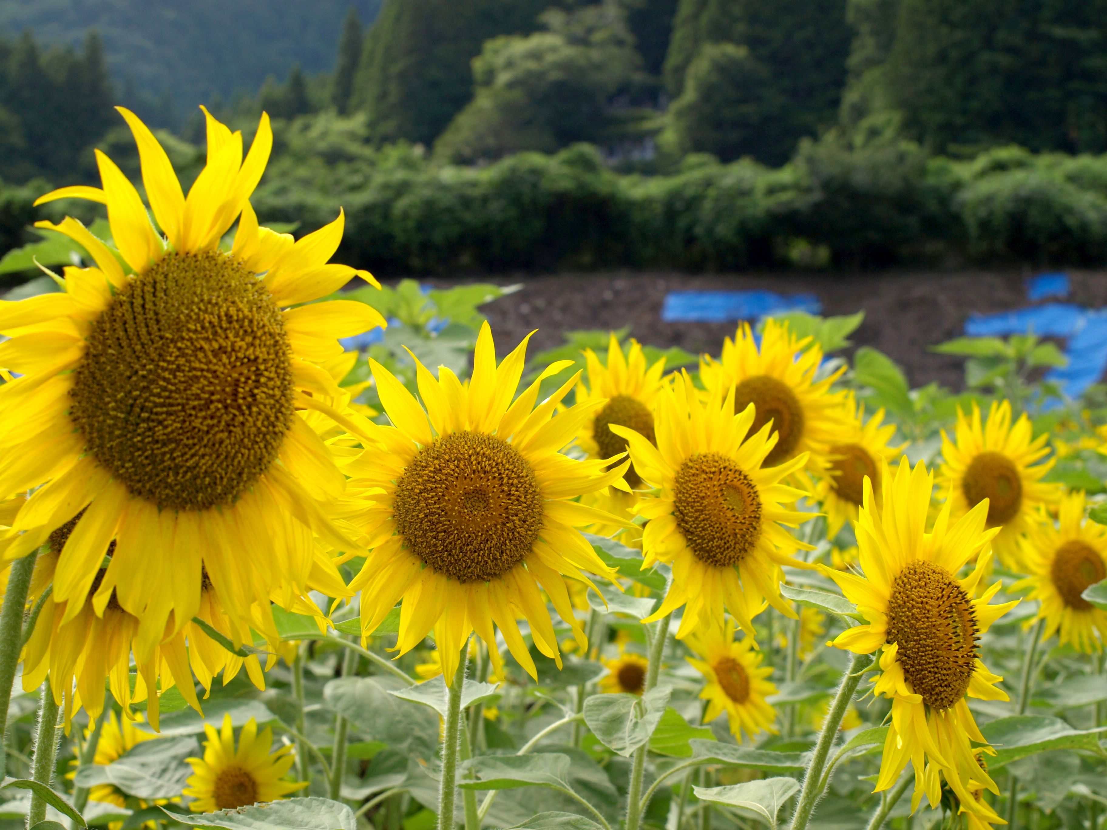 満開！大川原のヒマワリ畑（2016年7月22日） 写真 1