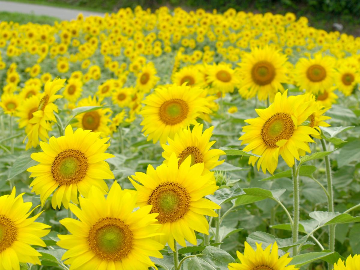 満開！大川原のヒマワリ畑（2016年7月22日） 写真 8