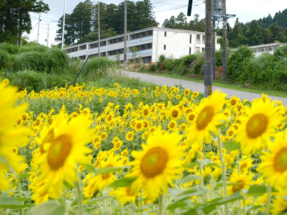 満開！大川原のヒマワリ畑（2016年7月22日） 写真 10