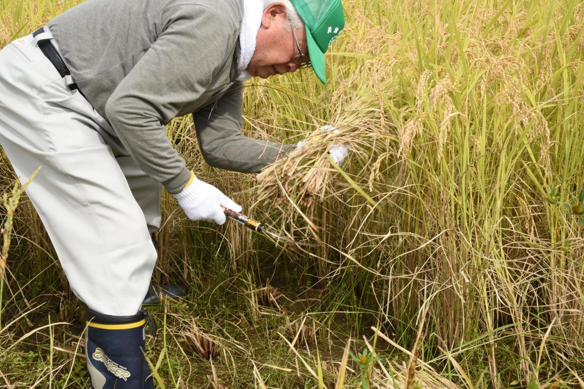 1株1株手刈りで稲を刈る参加者