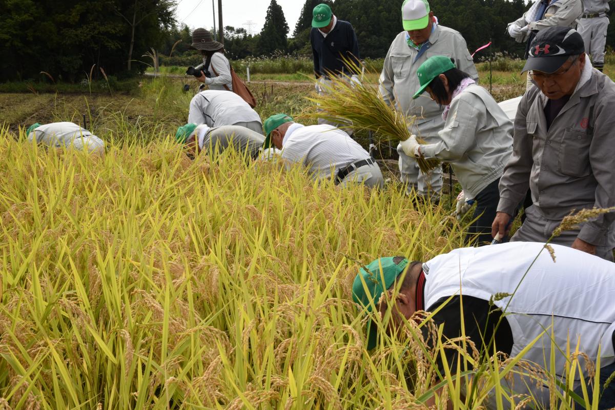 約8アールの水田に育ったコシヒカリを慣れた手つきで刈り取る参加者