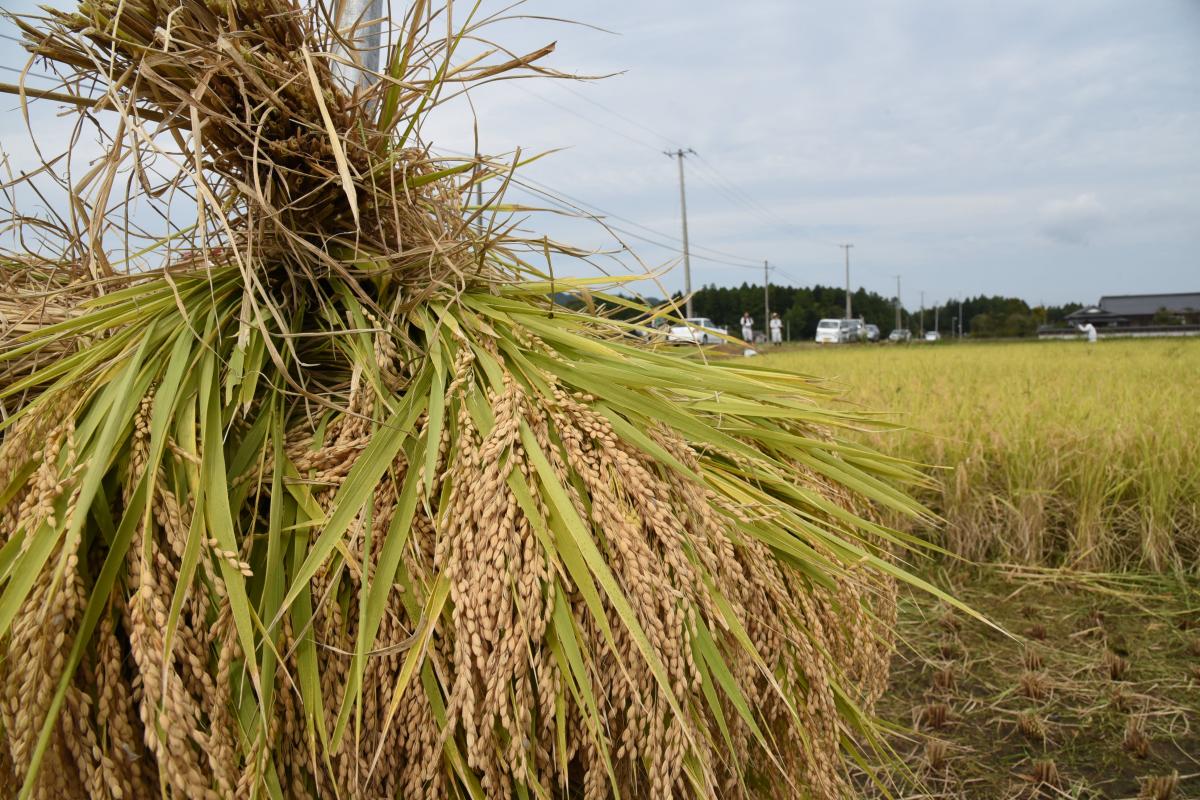 棒掛けにして乾燥させた稲は乾燥後、放射線物質の含有量を調べるため検査機関に送られます