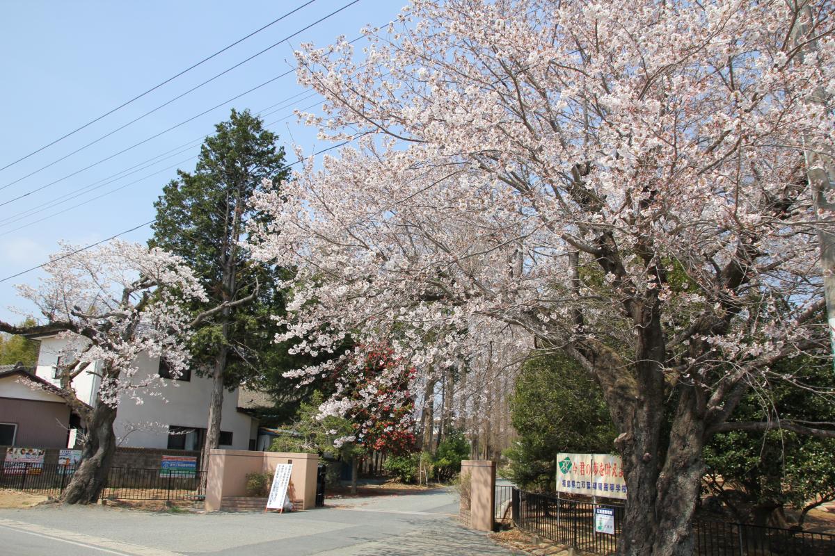 町内の桜「双葉翔陽高校、五差路」（2017年4月14日撮影） 写真 2