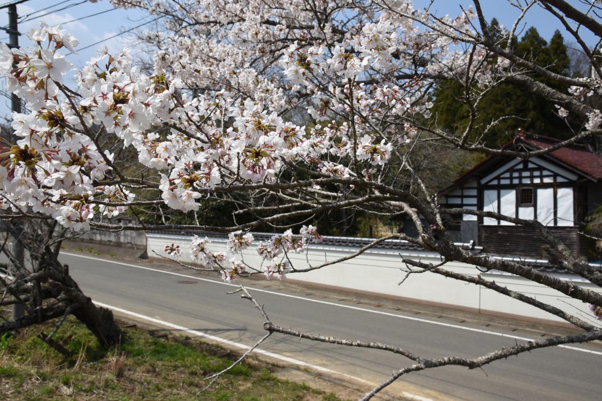 町内の桜「坂下ダム、大川原」（2017年4月14日撮影） 写真 10