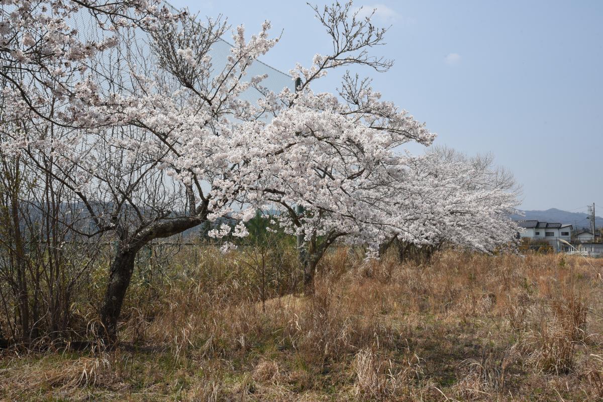 町内の桜「大野駅、大熊中」（2017年4月14日撮影） 写真 10