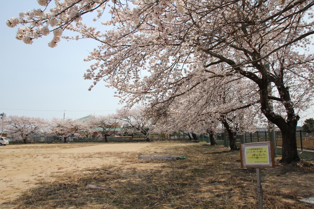 町内の桜「大野幼稚園、大野小学校」（2017年4月14日撮影） 写真 9